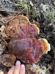 Ganoderma polychromum