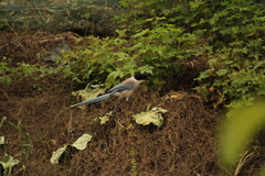 Cyanopica cyanus