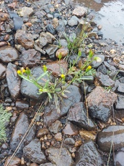 Senecio dubitabilis