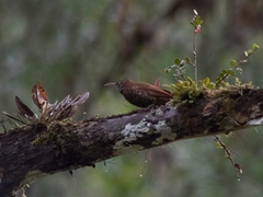 Lepidocolaptes lacrymiger