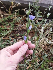 Cichorium intybus