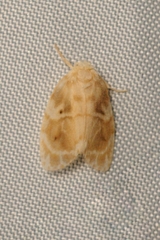 Schistophleps bipuncta