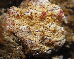 Polyclinum marsupiale