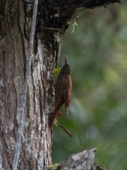 Lepidocolaptes lacrymiger