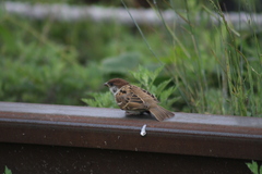 Passer montanus