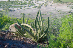 Stenocereus gummosus