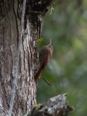 Lepidocolaptes lacrymiger