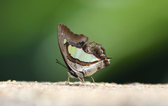 Polyura athamas