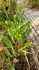 Symphyotrichum ciliatum