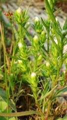 Symphyotrichum ciliatum