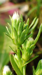 Symphyotrichum ciliatum