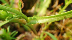 Symphyotrichum ciliatum