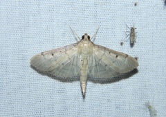 Herpetogramma bipunctalis
