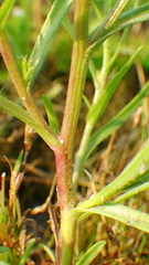 Symphyotrichum ciliatum