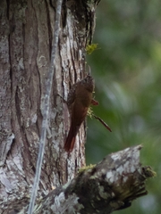 Lepidocolaptes lacrymiger