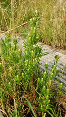 Symphyotrichum ciliatum