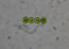 Cosmarium