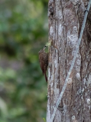 Lepidocolaptes lacrymiger