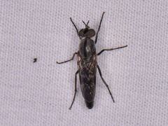 Ozodiceromyia