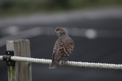 Streptopelia orientalis