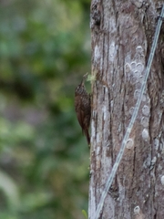 Lepidocolaptes lacrymiger