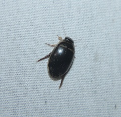 Thermonectus basillaris basillaris