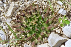 Mammillaria heyderi
