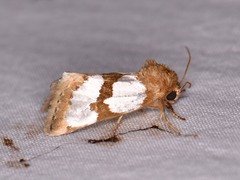 Schinia chrysellus
