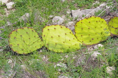 Opuntia gilvescens
