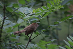 Sinosuthora webbiana