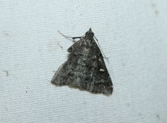 Tetanolita mynesalis