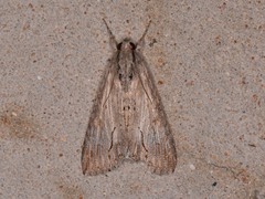 Melipotis acontioides