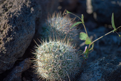 Mammillaria petrophila