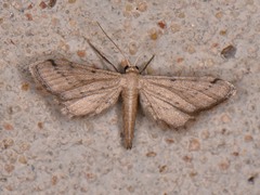 Euacidalia brownsvillea