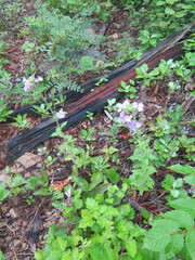 Dontostemon hispidus