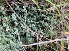 Chenopodium desertorum microphyllum
