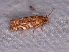 Choristoneura houstonana