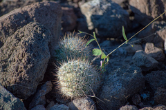 Mammillaria petrophila