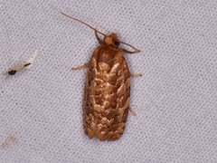 Choristoneura houstonana