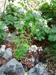 Dontostemon hispidus