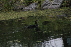 Phalacrocorax carbo