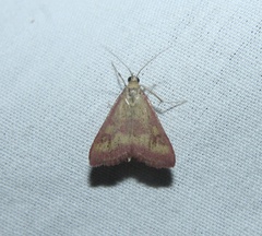 Pyrausta laticlavia