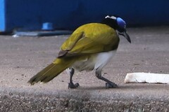 Entomyzon cyanotis