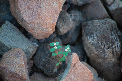 Euphorbia pediculifera