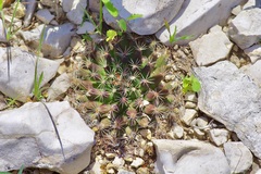 Mammillaria heyderi
