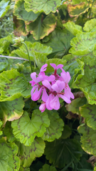Pelargonium zonale