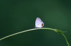 Everes lacturnus