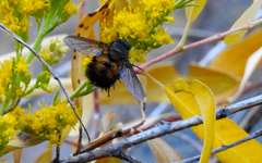 Paradejeania rutilioides