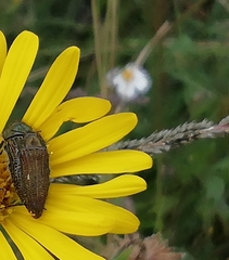 Acmaeodera resplendens