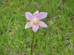 Zephyranthes carinata